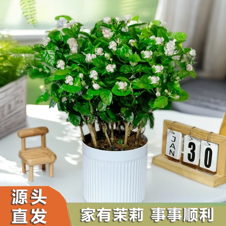 【带花苞】横州茉莉花之乡源头重瓣香水茉莉花盆栽种植绿植花卉