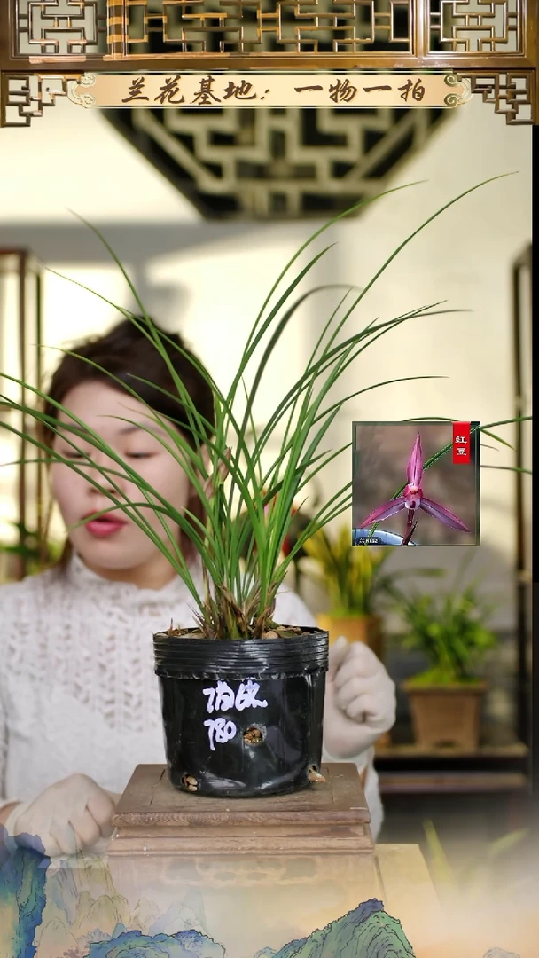 全部花苞汪字带花苞