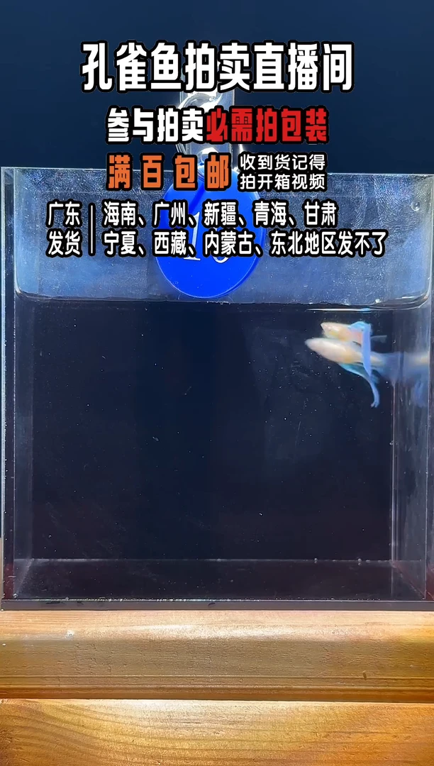 孔雀鱼蓝白绣球亚成1对