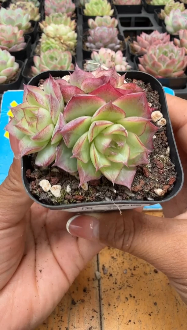 东云多肉园二店-296