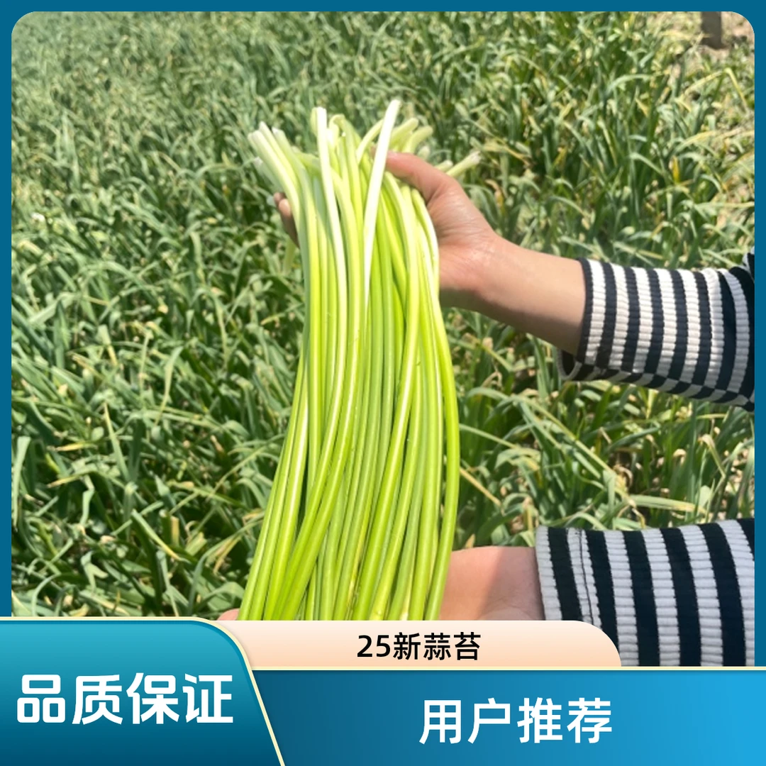 2025年纯天然 无科技 新鲜蒜苔，品质保证