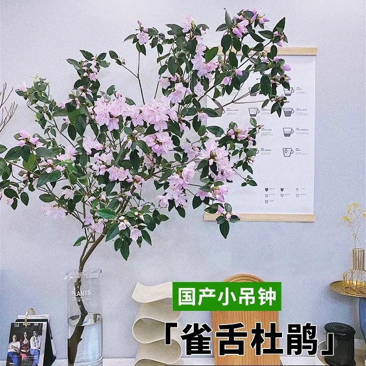 雀舌杜鹃水培植物鲜切枝条盆栽室内客厅马醉木吊钟树水养花卉绿植