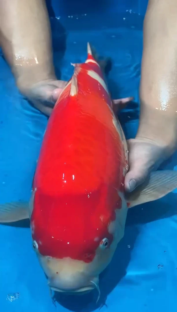 锦鲤佛山金隆锦鲤直播专用闪购链接，不支持7天无理由退货退款