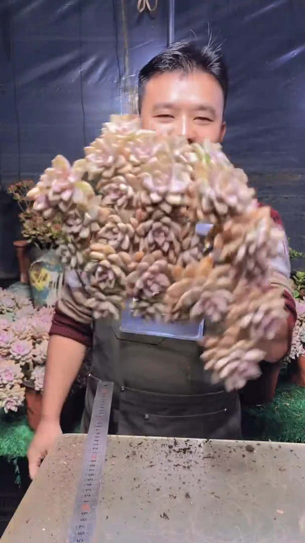 170淡雪缀化一物一拍