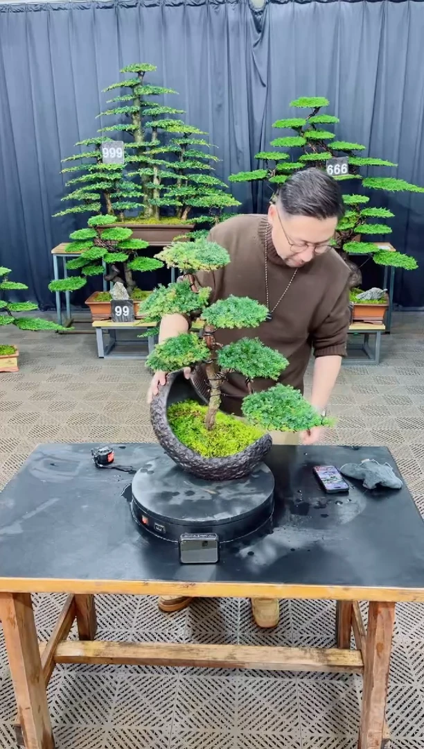 无花朵迎客松盆景