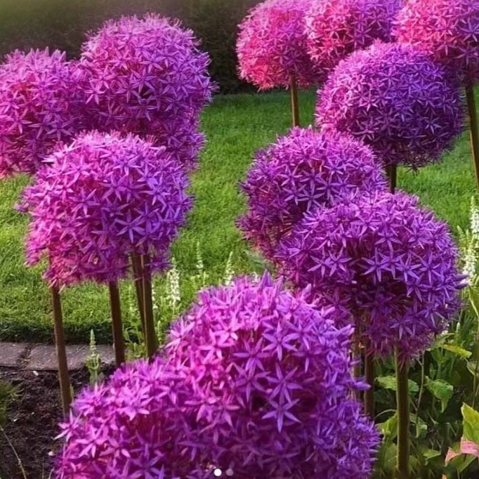 大花葱种球进口耐寒四季好养易活室内外庭院地栽花卉球根盆栽植物