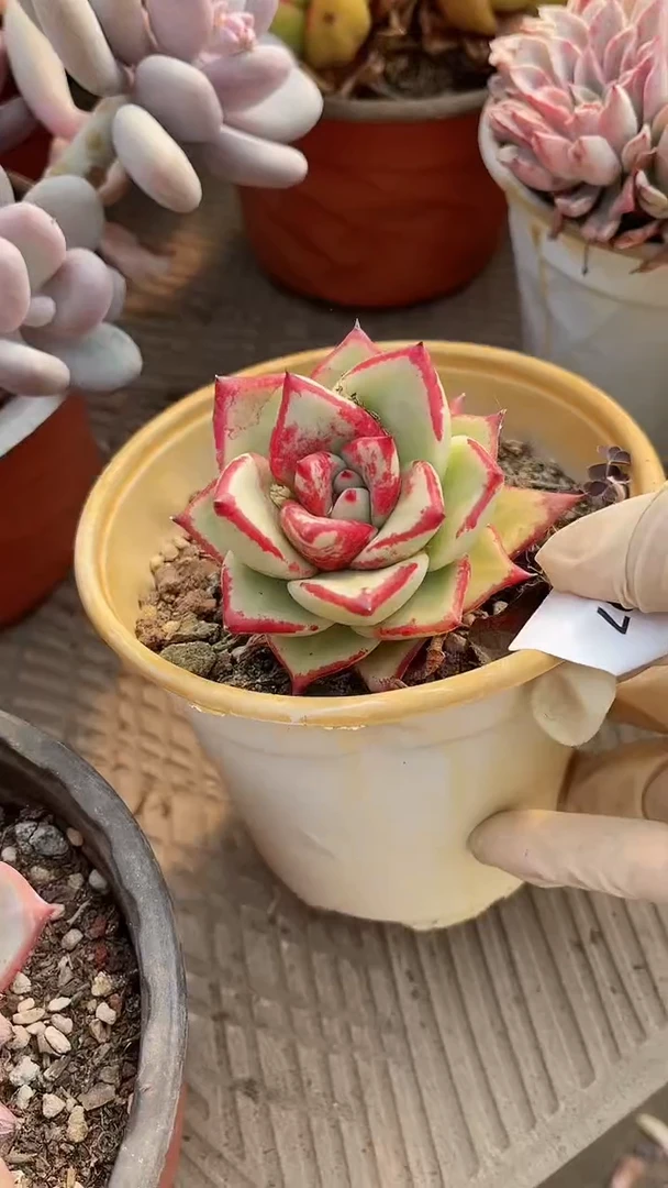 【闪购商品】14207