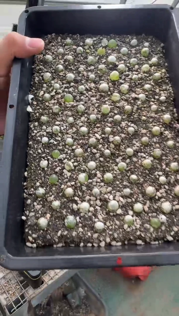 77多肉植物肉锥哈默灯泡一颗