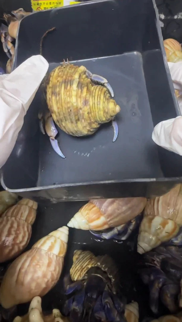 紫陆寄居蟹蓝色竞拍