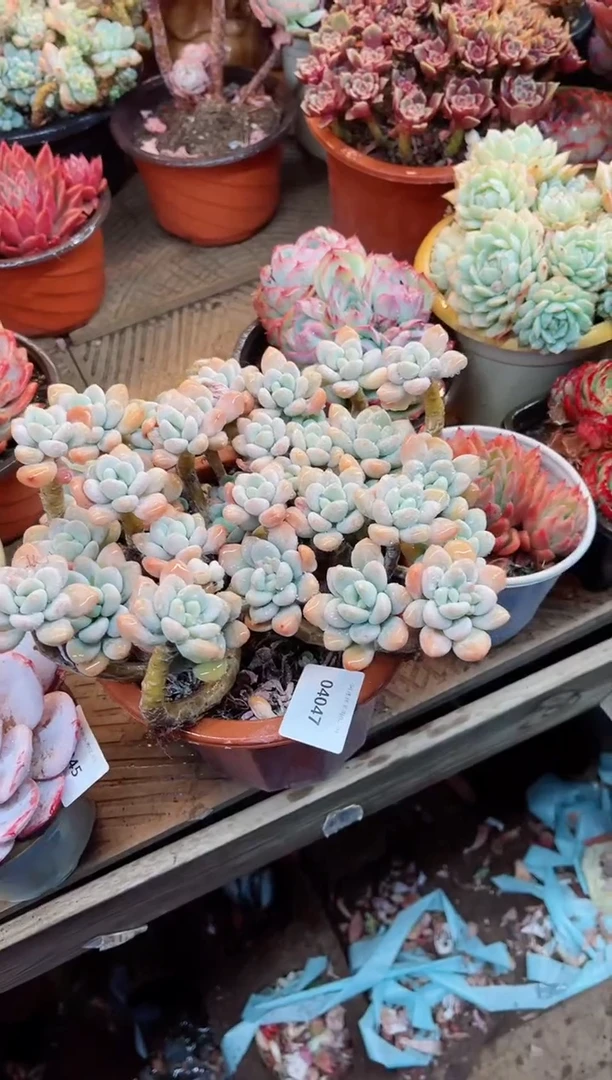 【闪购商品】04047