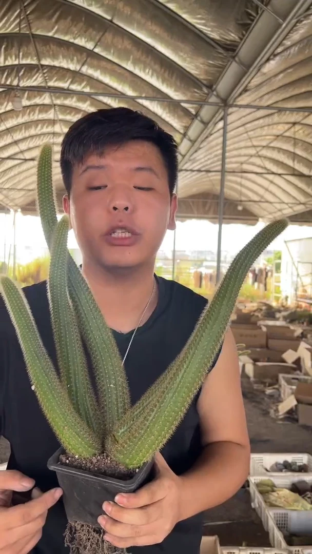 多头 双色金妞【脱土带盆】