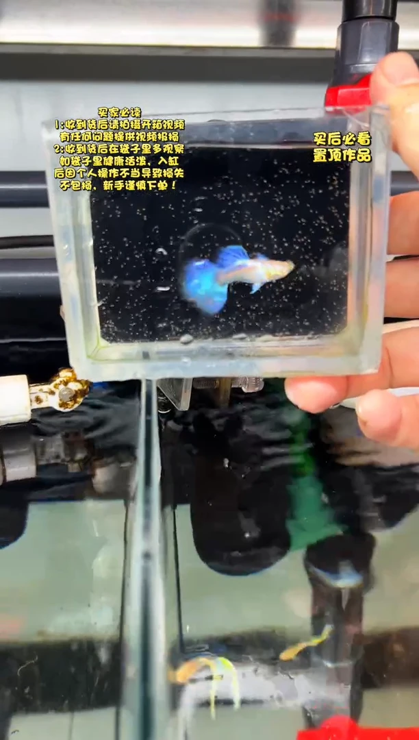 孔雀鱼无怨孔雀鱼