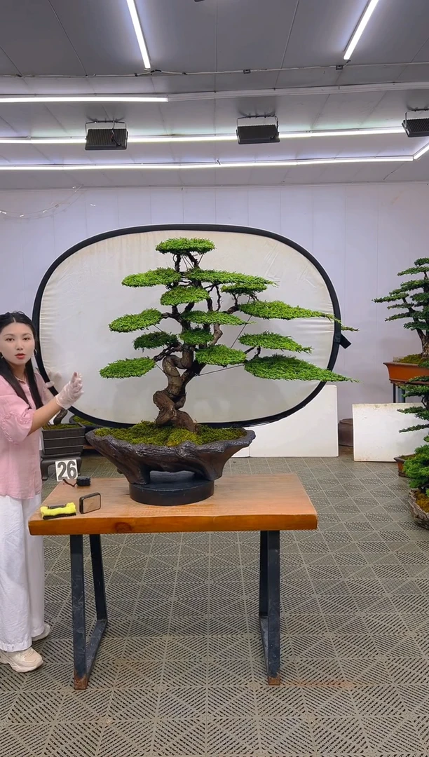 无花朵济州真柏盆景....