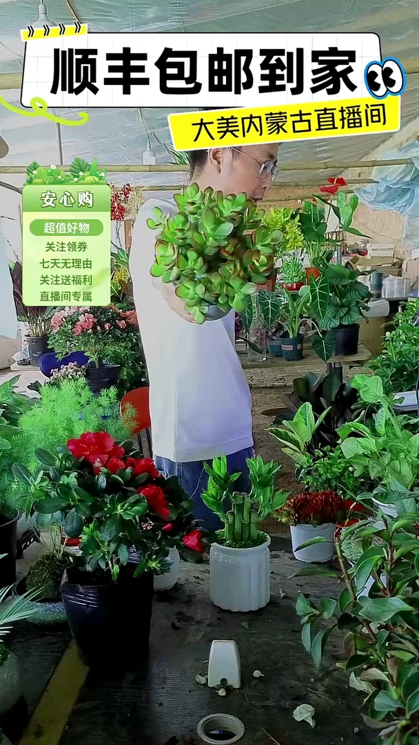 完全开放多肉盆栽