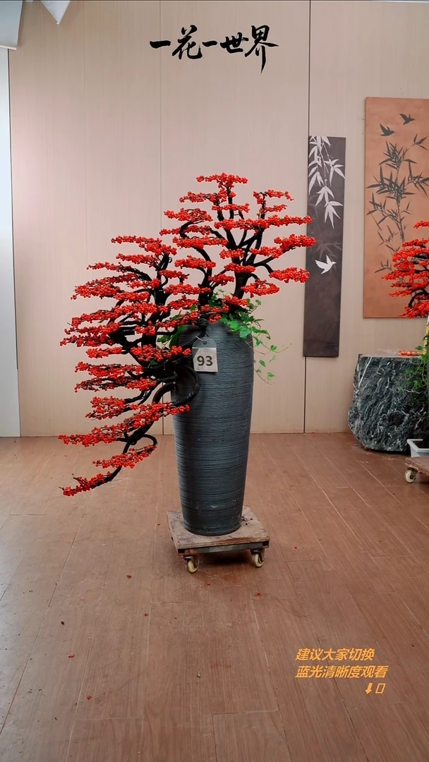 完全开放等****流北美冬青