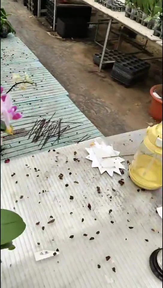 完全开放爱丽丝福利