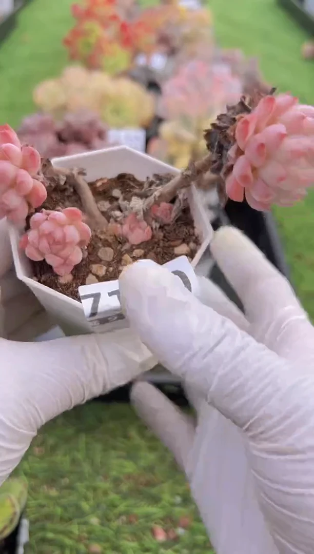 【闪购商品】信福多肉一物一拍