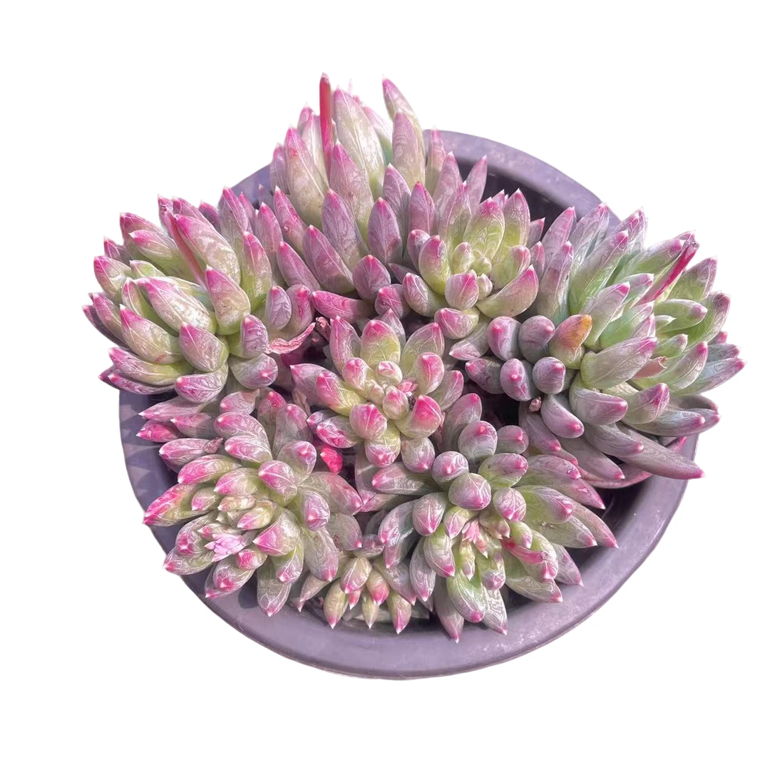 炫彩星精品多肉 新手好养 满9.9包邮直播间标准发货精选精养