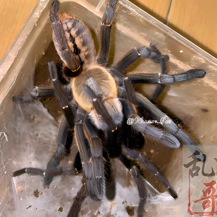 (电蓝)地老虎2-9厘米宠物活体蜘蛛宠物比较凶猛玩家收藏进阶品种