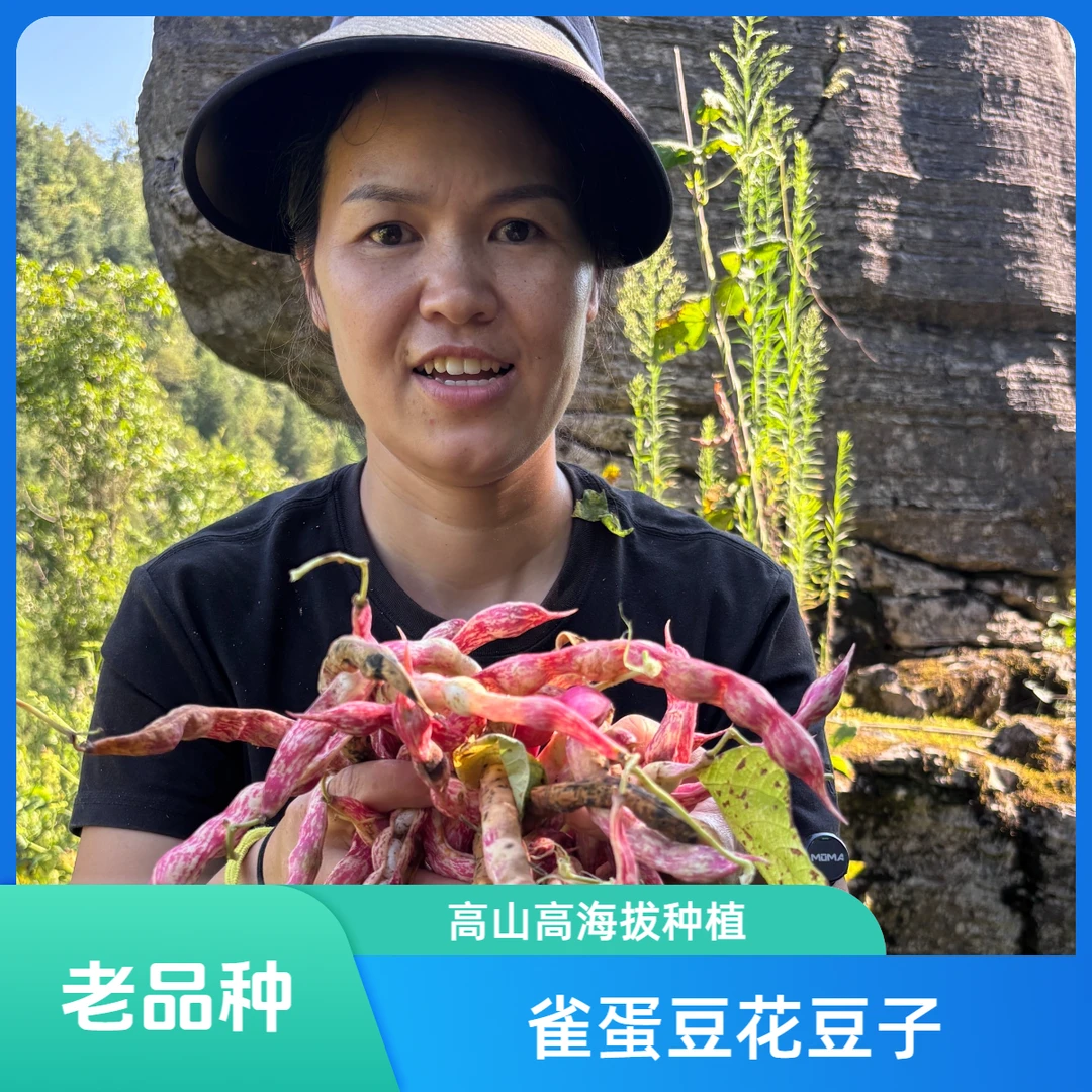 雀蛋豆花豆老品种恩施高山种植