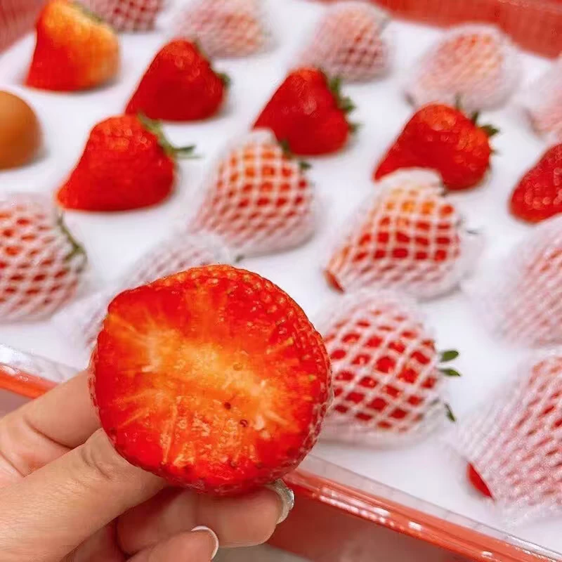 H五排大草莓5斤