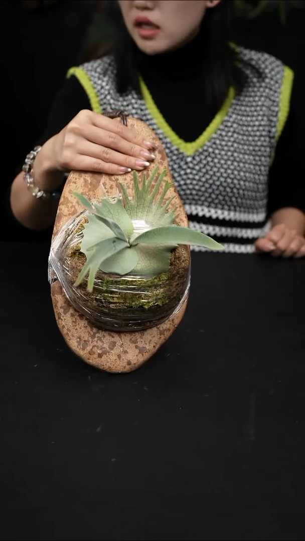 不开花植物LC1212-07 3LAR