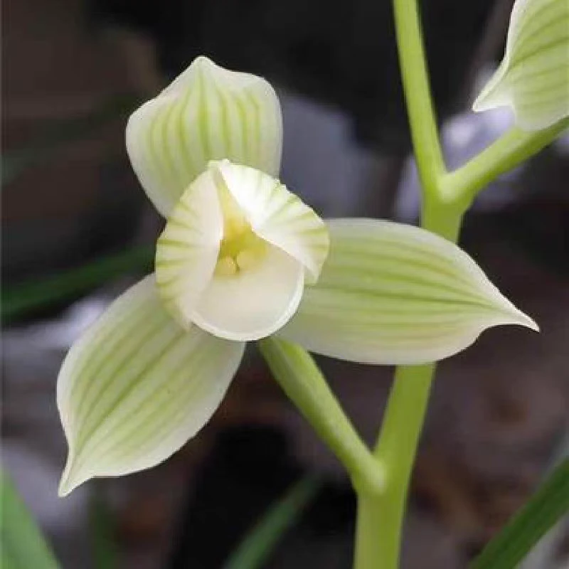 博达馨云南兰花永怀素莲瓣兰老种大花自然苗室内办公桌绿植盆栽