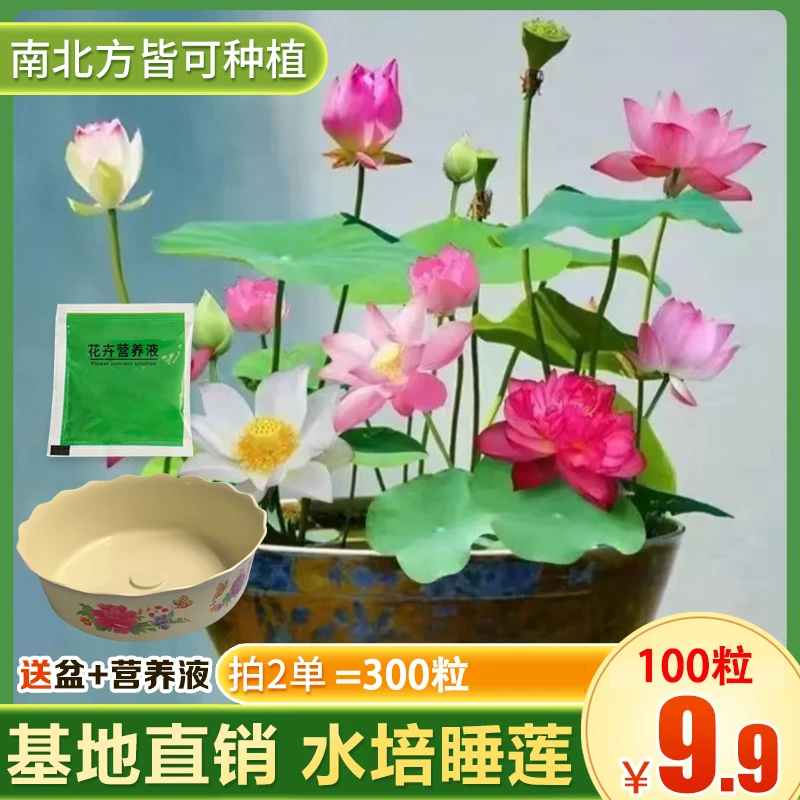 9 . 9 元 1 0 0 粒！水培睡莲种子莲花四季开花种植发芽