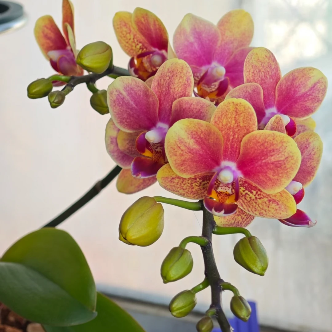 蝴蝶兰【金蝶3.0原杯】一株带花带苞年宵花超长花期室内阳台观花