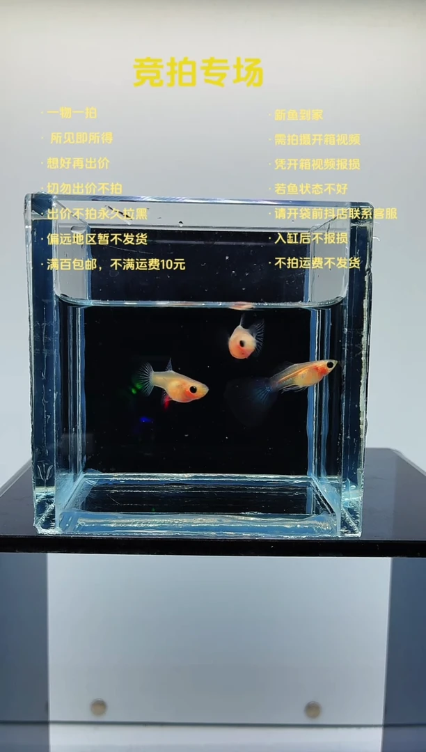 孔雀鱼超透玻璃猫一公两母-88