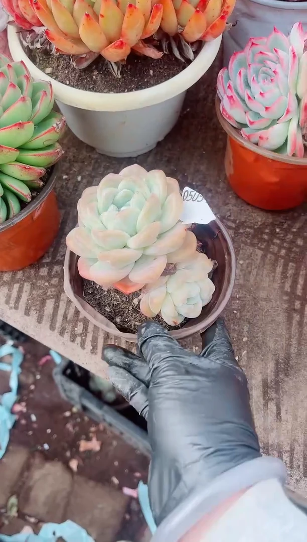 时**苒跃跃精品多肉05054