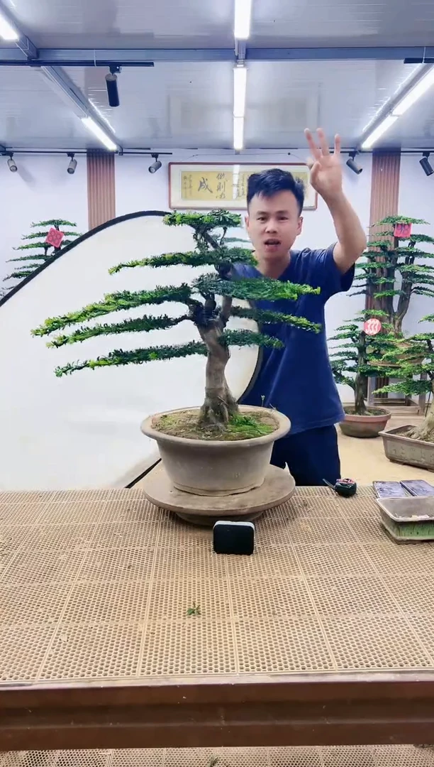 无花朵00000000000000