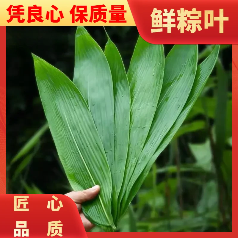 新鲜商用干棕叶箬叶端午节粽子叶大号农家野生叶子新货