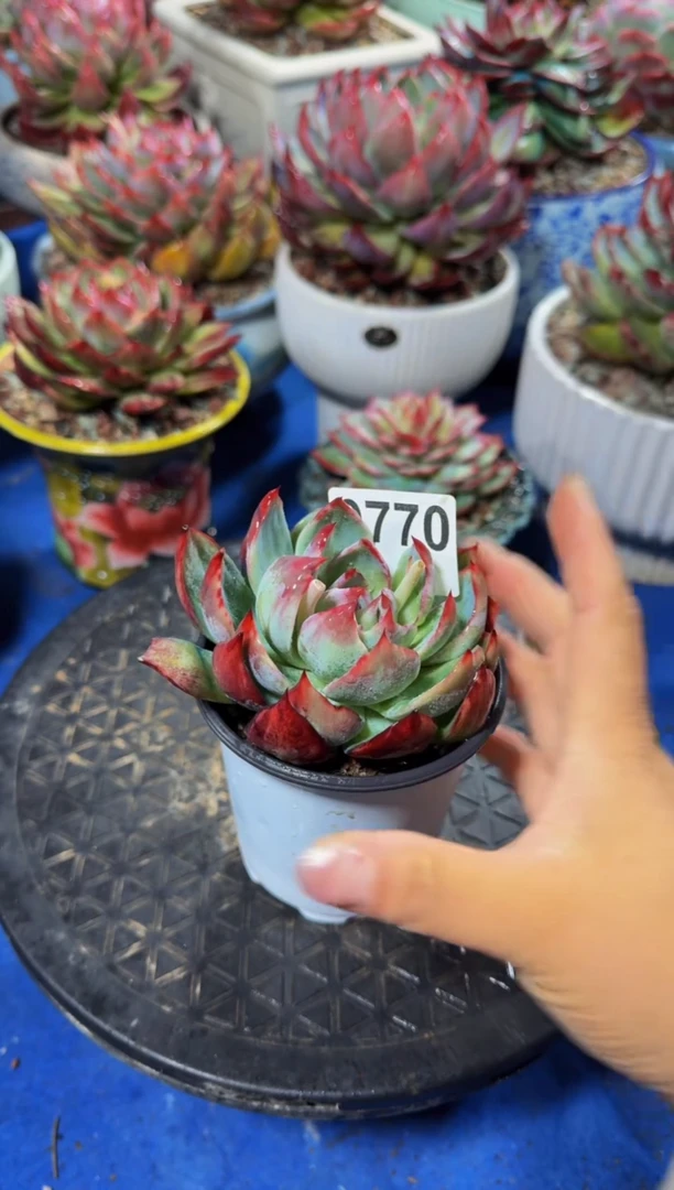 【闪购商品】0770惊鸿仙子（裸根发货）