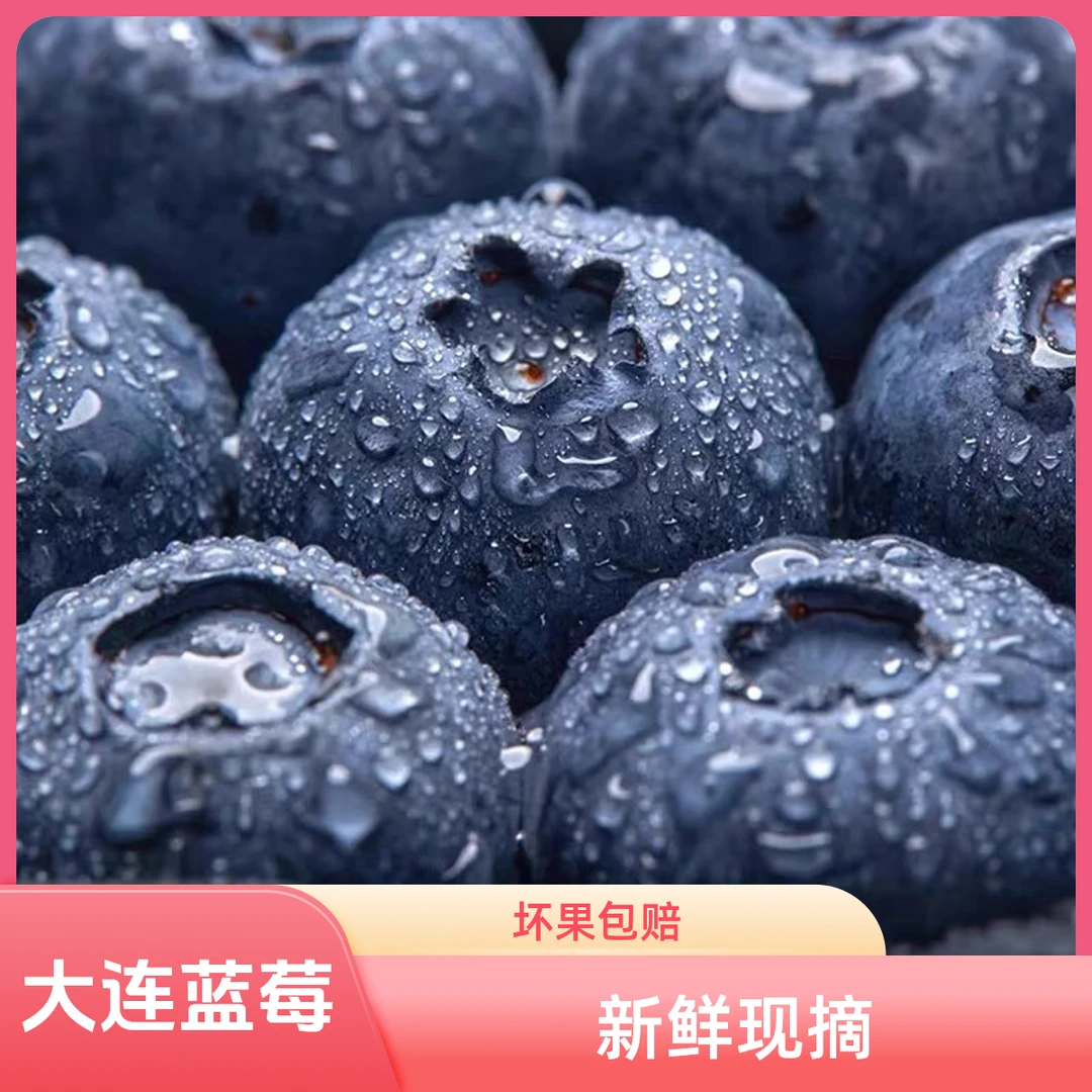 大连庄河C1蓝莓人工采摘 产地直发 500g