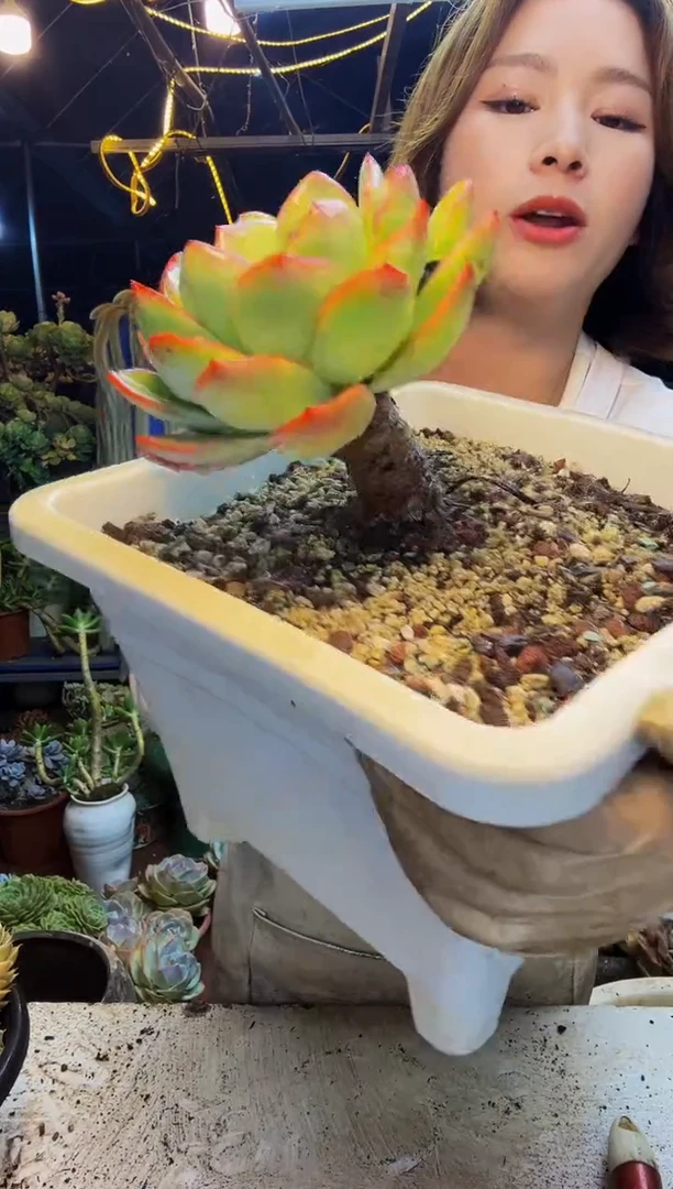 o**星单头老桩一物一拍脱土包邮