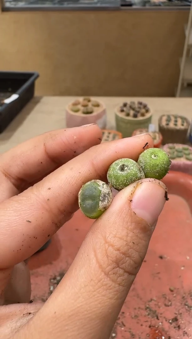 14-140多肉植物肉锥