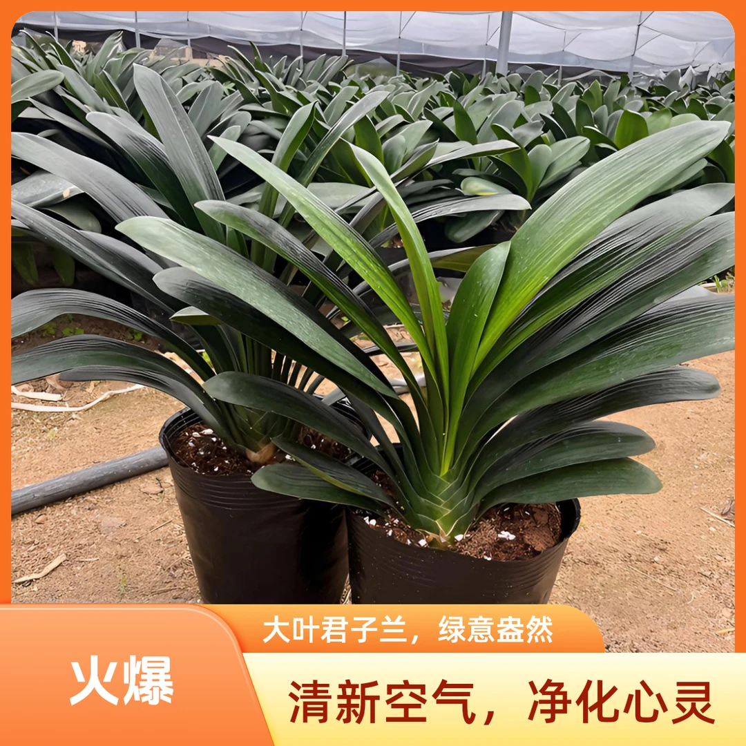 【拍一发二】国兰立板10-14片叶君子兰四季常绿耐阴耐旱好养绿植