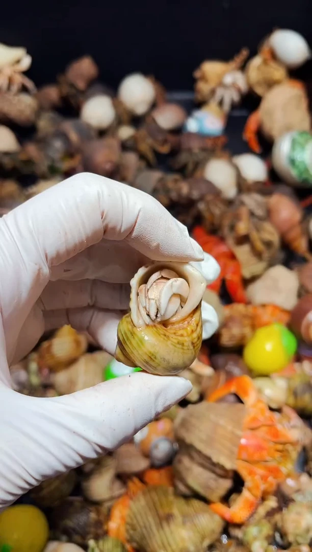 陌派有钳寄居蟹718