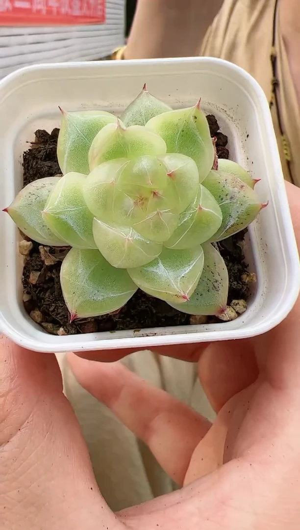 5公分盆绿心钻石珍妮一颗