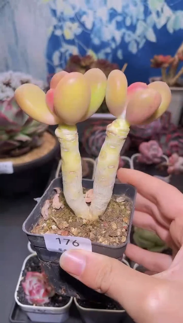 【闪购商品】176芒果奶