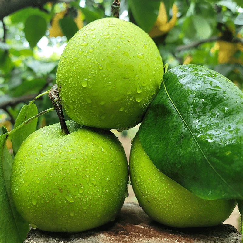 【甄味唻农场】砀山翠玉梨4.5斤 单果250g-550g，5-9个