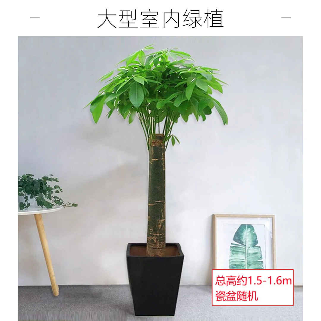 绿韵花田【两小时达】单杆发财树盆栽-1盆大型植物直杆开业乔迁送礼大气茂盛好养植物送货上门