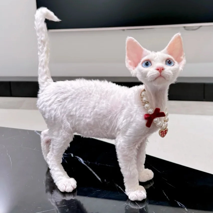 【马小咪德文卷】活体猫咪