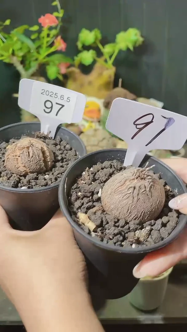 97号605福利南非龟甲龙1组