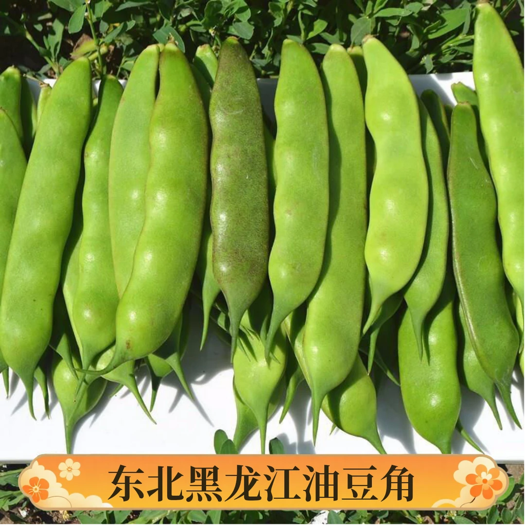 【东北九月青油豆角】顺丰包邮陆地农家油豆角新鲜嫩3/5斤开锅即烂