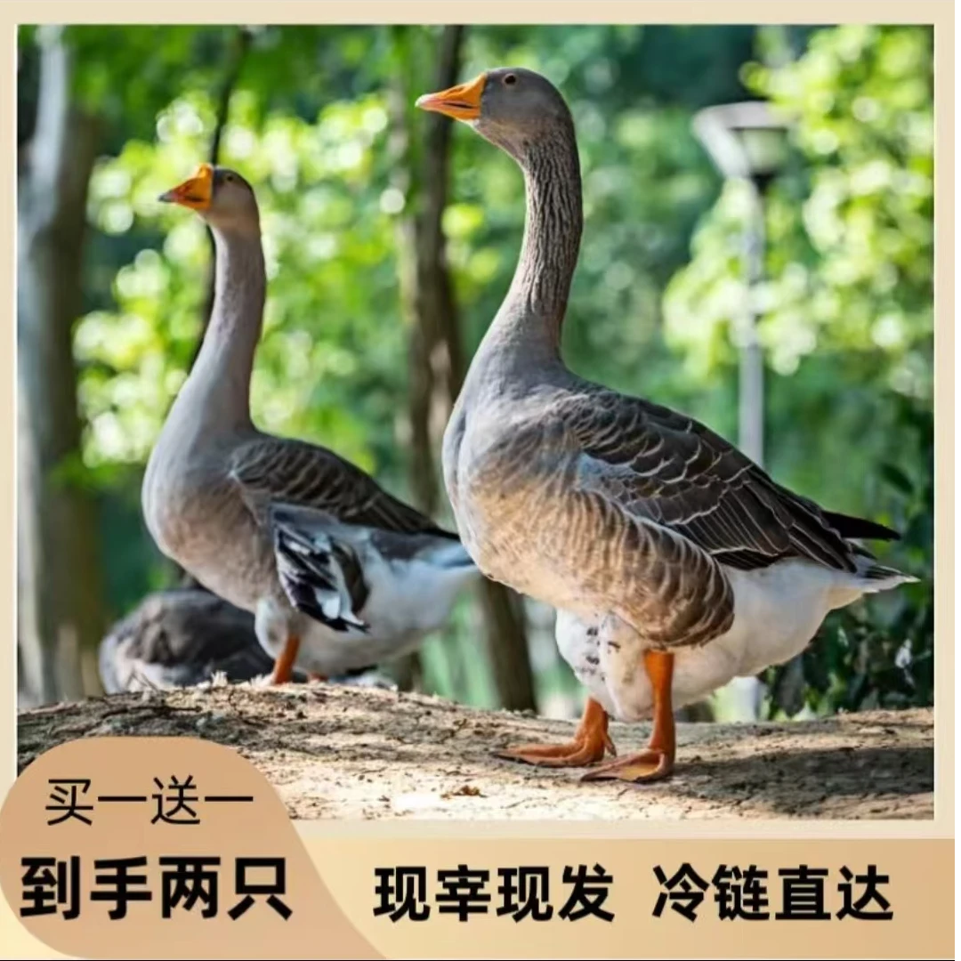 (顺丰)买1送1大雁鹅两只带翅膀内脏除舌头 胗宰杀后8-9斤