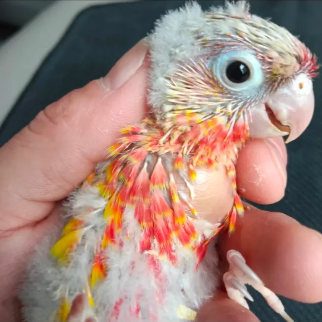 手养小太yang亲人粘人好上手 鹦鹉 一物一拍-88