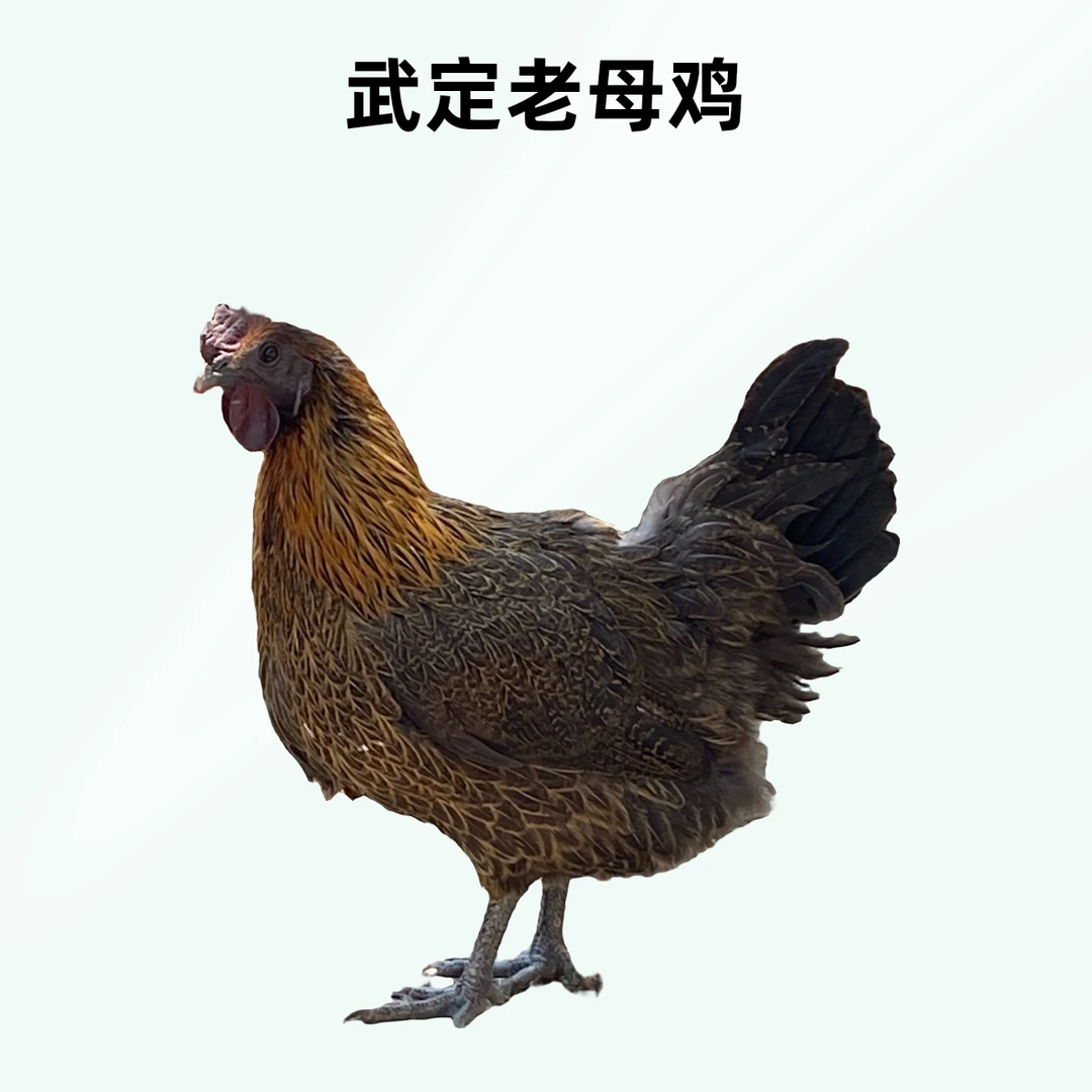 武定乌骨老母鸡散养 跑山鸡 走地鸡 土鸡 1年老母鸡 1.8-2.0公斤