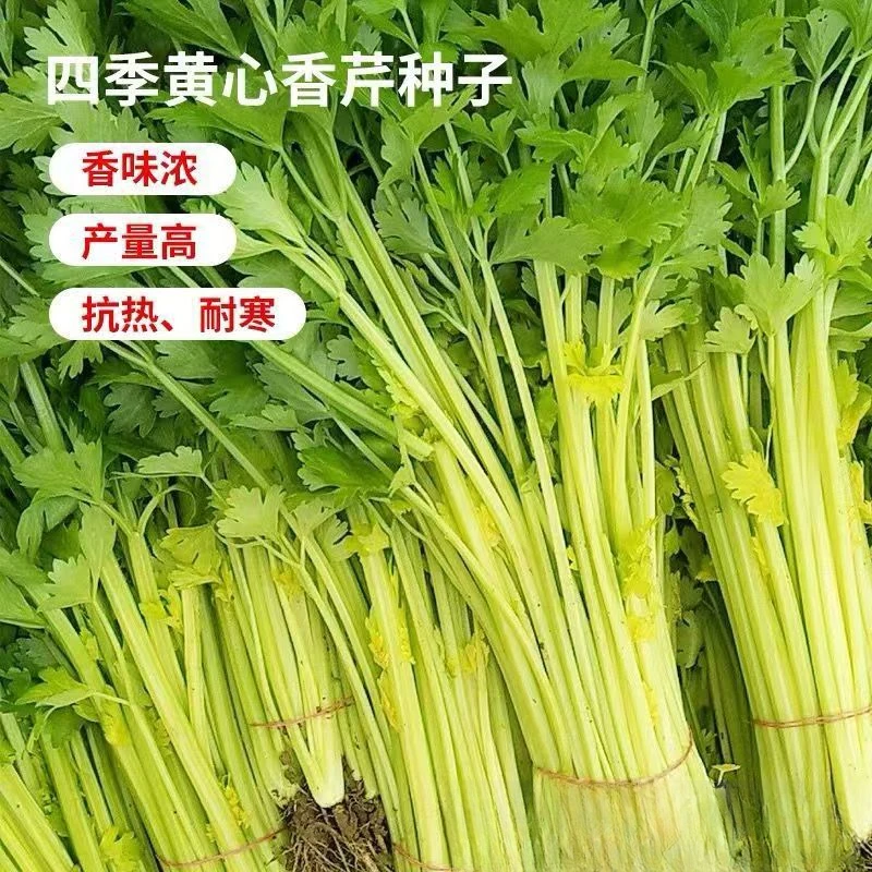 【全店满5包包邮】四季黄心芹菜种子  小香芹